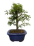 Bonsai Caliandra Branca em vaso azul, com folhas verdes e tronco visível.