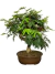 Bonsai Caliandra Vermelha em vaso, com altura de 43 cm, apresentando folhas verdes e flores vermelhas.