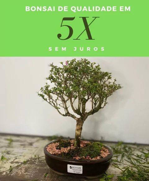 Carrossel 1
