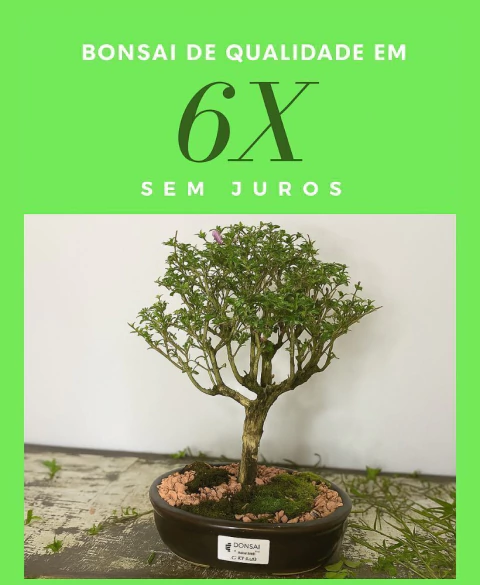 Carrossel 1