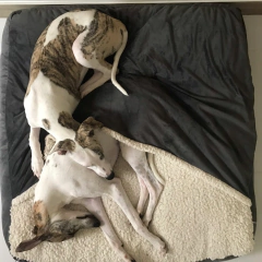 Imagem do Cama Cave Cinza com Carneirinho Marfim Quadrada