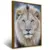 Quadro Sala Leão Branco Olhar Azul - Quadros Decorativos Podium - A Maior Marca De Quadros Decorativos do Brasil 