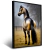 Imagem do Quadro Cavalo No Campo