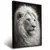 Quadro Sala Leão Branco Realista - Quadros Decorativos Podium - A Maior Marca De Quadros Decorativos do Brasil 