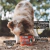 Super Powder - 210g na internet