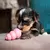 Kong Puppy en internet
