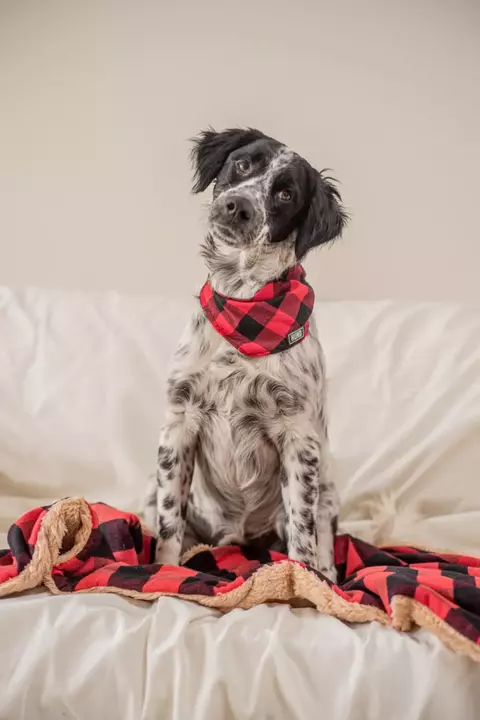Hund Manta Urban - comprar online