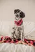Hund Manta Urban - comprar online