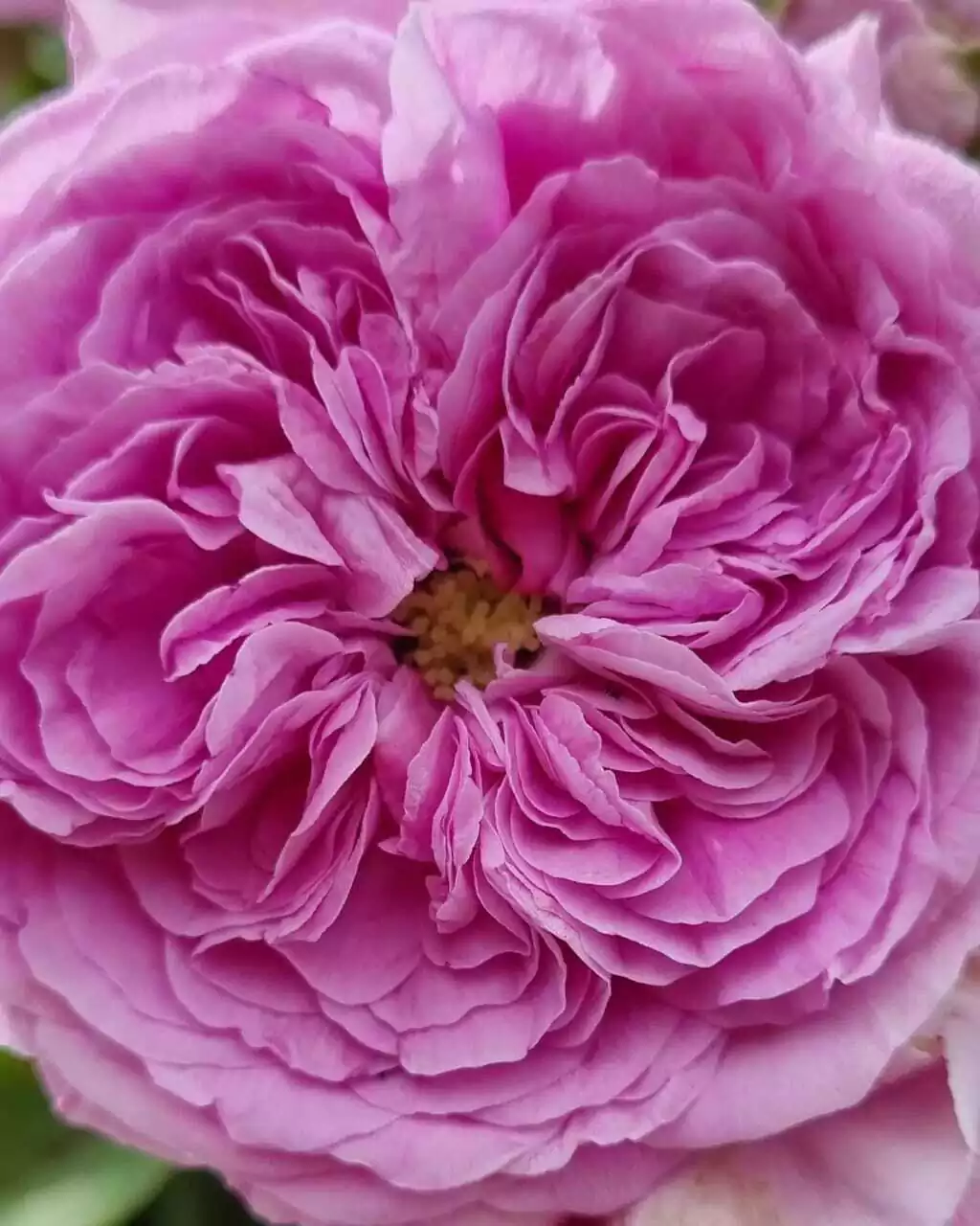 Hidrolato de rosas