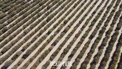 5 Litros BIDÓN | Aceite de Jojoba 100% Puro & Orgánico - GOLD & PURE