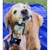 ACESSORIO DE SELFIE PARA PET - comprar online