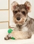 Brinquedos para Pet Cães Cachorro Animal de Estimação Osso vinil Borracha Cravo Apita Som Ossinho Colorido - comprar online