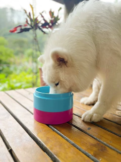 Comedouro Empilhável Ergonômico para cachorro e gato - comprar online