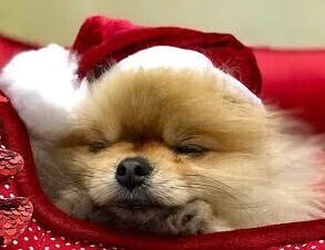 Gorro de Papai Noel para cachorro e gato