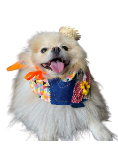 Bandana Festa Junina Xadrez para cachorro e gato - comprar online