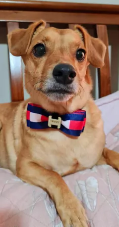 Gravata Borboleta Pet para cachorro e gato na internet