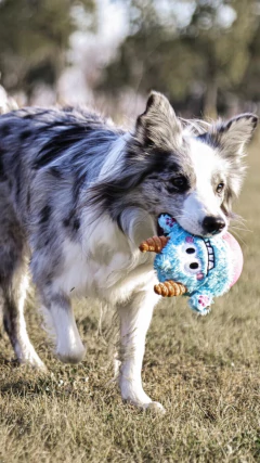 Pelúcia João Bobo QMonster Azul para cachorro
