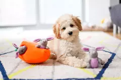 Pelúcia Interativa Zippy Paws Burrow - Cenoura e Coelhos - Estilo de Vida Pet