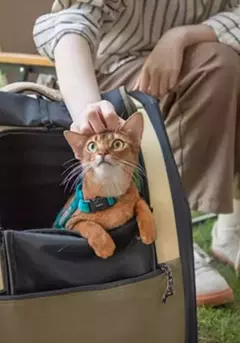 Mochila CAMP para transporte pet com abertura lateral - loja online