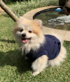 Agasalho Pocket Marinho para cachorro e gato