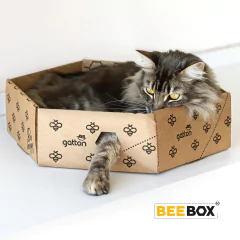 Caixa Hexagonal de Papelão Beebox para gatos na internet