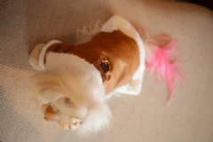 Imagem do Jaqueta Caramelo com Pelúcia para cachorro e gato