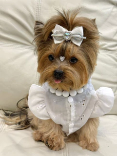 Laço Ano Novo Veludo Branco Coração para cachorro e gato