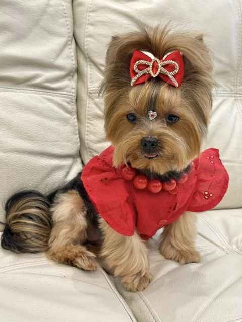 Laço Natal Veludo Vermelho para cachorro e gato