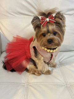 Vestido Natal Lovely Vermelho e Dourado para cachorro e gato - loja online