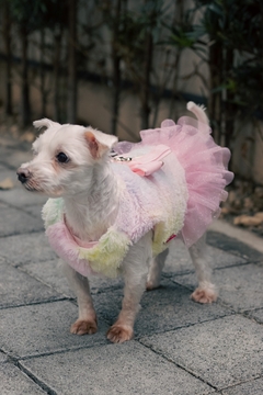 Vestido de Pele Rainbow para cachorro e gato - comprar online