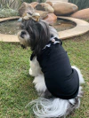 T-Shirt Veludo Preta para cachorro e gato