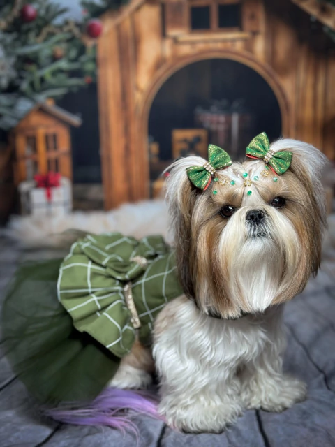 Vestido de Festa Grid Natal Verde para Cachorro e Gato - comprar online