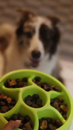 Comedouro Lento Roda Nível Intermediário