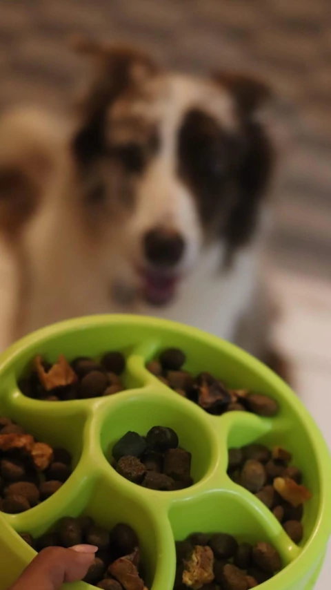 Comedouro Lento Roda Nível Intermediário