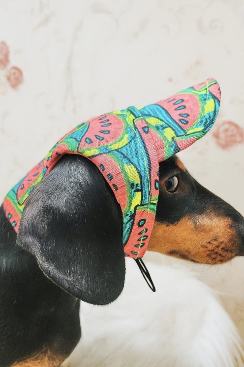 Boné Estampado Melancia cachorro