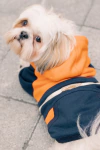 Moletom Sport Azul e Laranja para cachorro e gato