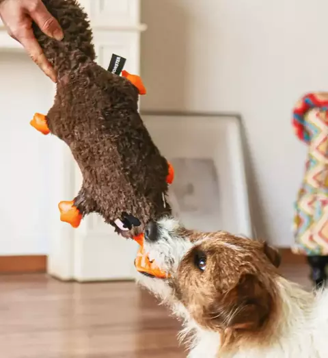 Pelúcia Ornitorrinco QMonster para cachorro