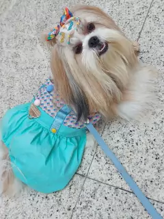 Fantasia Pet - Macacão Palhacinho para cachorro e gato - Estilo de Vida Pet