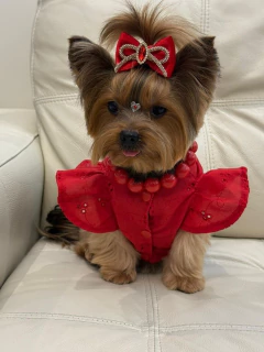 Laço Natal Veludo Vermelho para cachorro e gato na internet