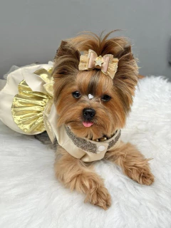 Laço Natal Estrela Dourado para cachorro e gato