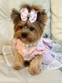 Laço Candy Rosa - comprar online