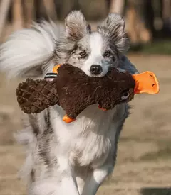 Pelúcia Ornitorrinco QMonster para cachorro - loja online