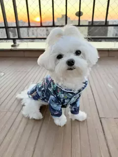 Pijama Duas Patas Stitch Naninha para cachorro e gato