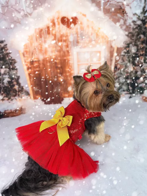 Vestido Peitoral Natal com Laços Removíveis para cachorro (acompanha guia)