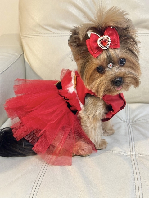 Vestido Natal Noela Vermelho para cachorro e gato