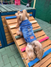 Colete Jeans Glow para cachorro e gato