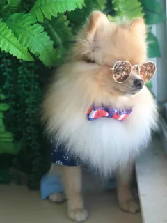 Gravata Borboleta Pet para cachorro e gato - comprar online