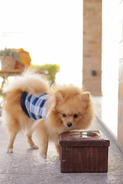 Capa Fashion Xadrez Azul para cachorro e gato - Estilo de Vida Pet