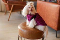 Colete Puffer Star Pink para cachorro e gato - Estilo de Vida Pet