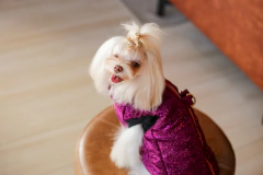 Colete Puffer Star Pink para cachorro e gato - loja online